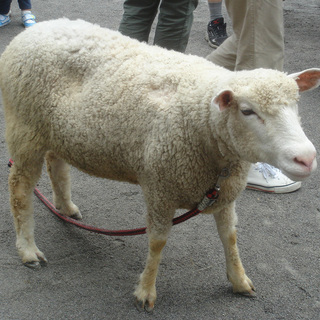 ふれあい動物園がやってくる！！