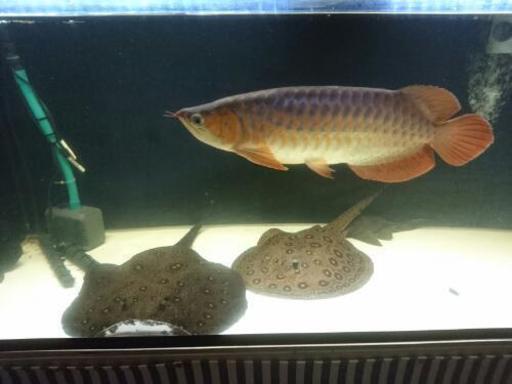 熱帯魚淡水エイ エクセルコロンビアモトロ♂コロンビアモトロ♀のペア
