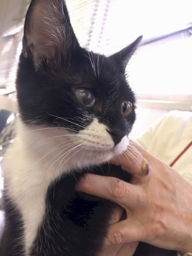 4月22日 日 猫の譲渡会名古屋市守山区もりやま犬と猫の病院みなと猫の