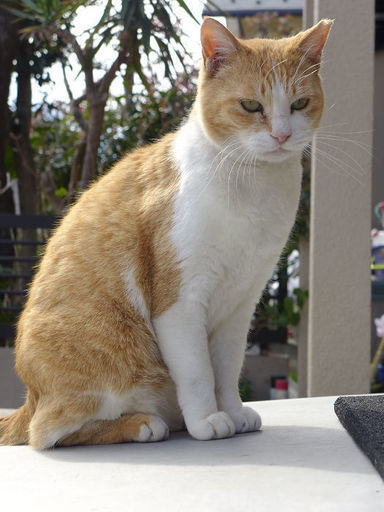 飼い主が急逝 遺族に屋外に出されてしまった可哀想な２匹の猫ちゃん里親募集中 Chofuneko 西調布の猫の里親募集 ジモティー