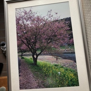 桜の写真、額