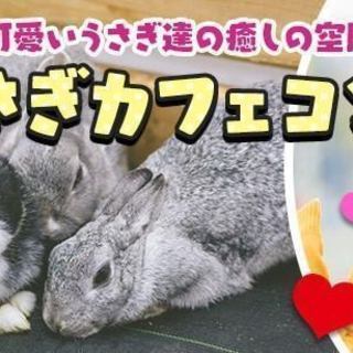 うさぎカフェコン ☆★愛知★栄★3月31日（土）18時30分スタート★