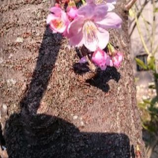 この桜の名前おしえてください