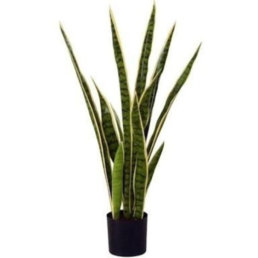 観葉植物 置き場所や処分に困ってる方 ヒカル 新江古田の買いたい くださいの助け合い ジモティー