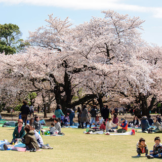 春が来た！＠HOMEな花見パーティーin 嵐山4/7　の画像