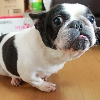 茨城県のフレンチブルドッグ 里親募集 ジモティー 茨城県のフレンチブルドッグ 里親募集 ジモティー