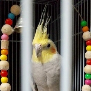 オカメインコの里親さん募集(^-^)