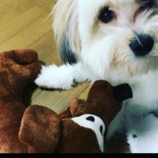 パピヨンとマルチーズのmix 犬　もらって下さい。