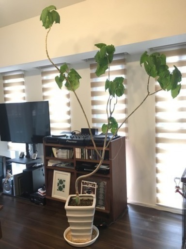 観葉植物 ウンベラータ 大 陶器鉢付き 約2メートル Nanachan 三ノ宮のインテリア雑貨 小物 置物 オブジェ の中古あげます 譲ります ジモティーで不用品の処分