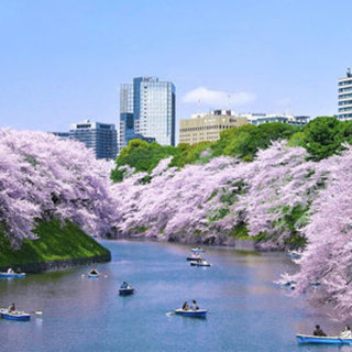 4月1日(日) お花見シーズンに！東京最強パワースポットを巡る！...