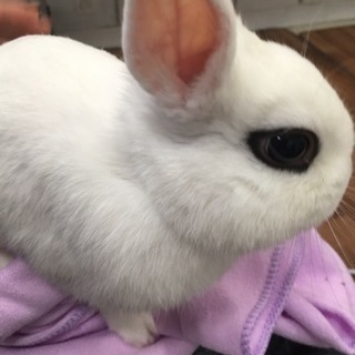 うさぎカフェ行きませんか？？🐇