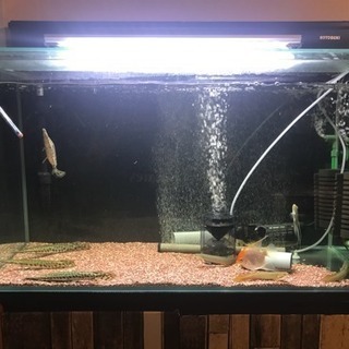 90センチ ガラス水槽 一式