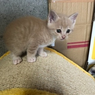 子猫ちゃんの里親さん募集中