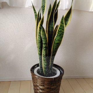 サンセベリア 植物