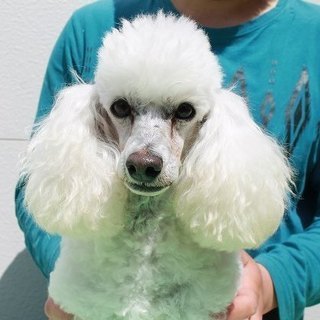 引退犬のトイプードルホワイト メス② 里親募集致します - 犬