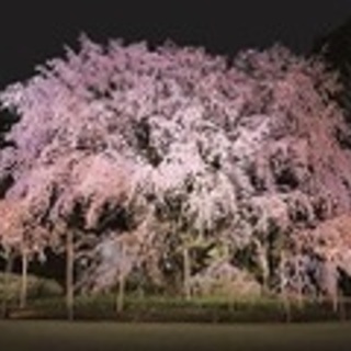 3/28(水)六義園しだれ桜のライトアップを楽しもう！