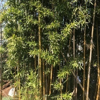 真竹、孟宗竹を販売します。
