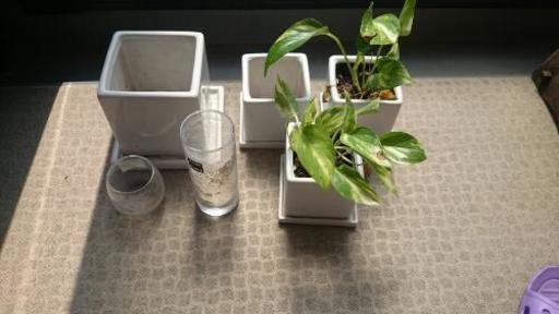 処分予定品 観葉植物 入れ物 暖しゃり男爵 堺のその他の中古あげます 譲ります ジモティーで不用品の処分 処分予定品 観葉植物 入れ物 暖しゃり男爵 堺のその他の中古あげます 譲ります ジモティーで不用品の処分