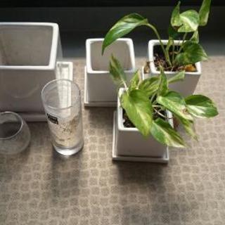 処分予定品 観葉植物 入れ物 暖しゃり男爵 堺のその他の中古あげます 譲ります ジモティーで不用品の処分 処分予定品 観葉植物 入れ物 暖しゃり男爵 堺のその他の中古あげます 譲ります ジモティーで不用品の処分