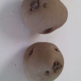 ジャガイモ(男爵)の種芋