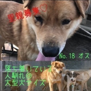 多頭 飼育 崩壊 犬