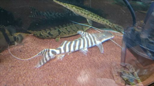 ｾﾞﾌﾞﾗｷｬｯﾄ28㌢