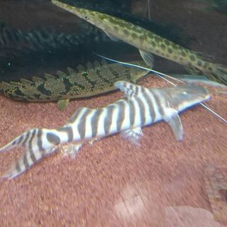 ｾﾞﾌﾞﾗｷｬｯﾄ28㌢