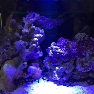 海水魚 Ledライト2つ ソケット付き 猫鍋 一宮のその他の中古あげます 譲ります ジモティーで不用品の処分