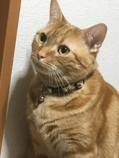 マンチカンの男の子です (おしまる) 朝倉の猫の里親募集|ジモティー