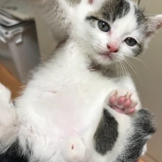 生後1.5ヶ月の子猫