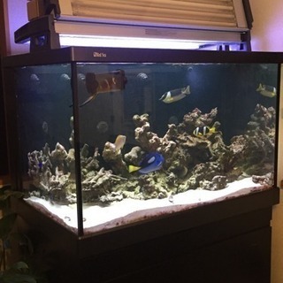 レッドシー オーバーフロー