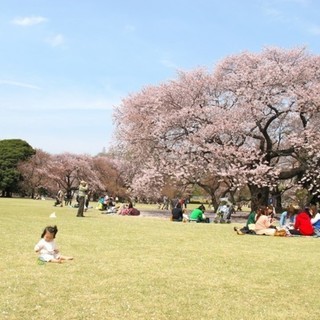 4月8日(日) お花見シーズンに！二子玉川から砧公園へ！世田谷の...