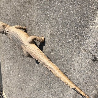 ワニの剥製