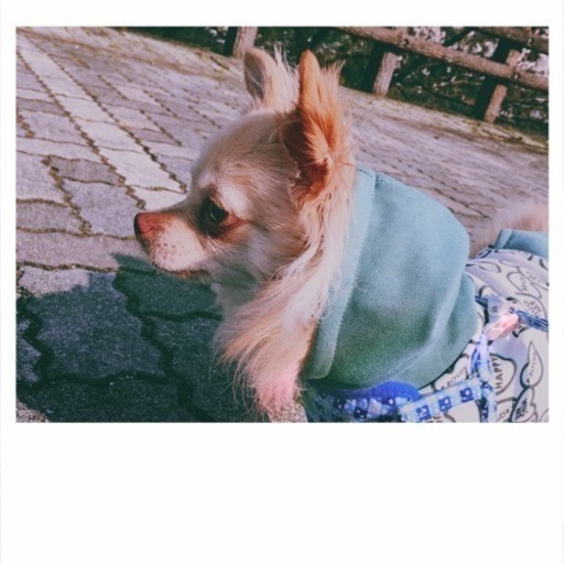 犬友達募集してます りぃ 大分の友達のメンバー募集 無料掲載の掲示板 ジモティー