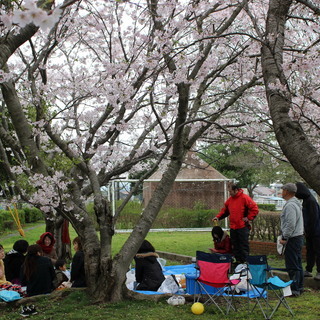 誰でも参加OK!桜の花の下で宴をしようよ。春の交流会