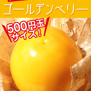 【スーパーフード】甘い大粒食用ほおずき「ゴールデンベリー」の種20粒