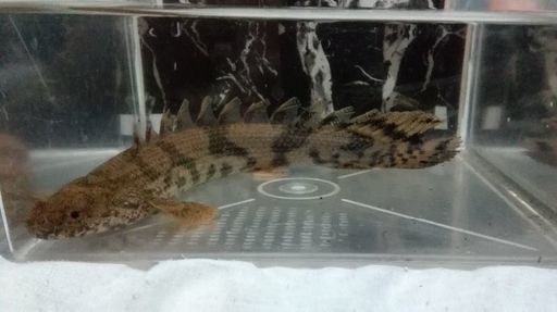 カミハタブリードポリプテルス エンドリケリー るーる 大崎のその他の中古あげます 譲ります ジモティーで不用品の処分