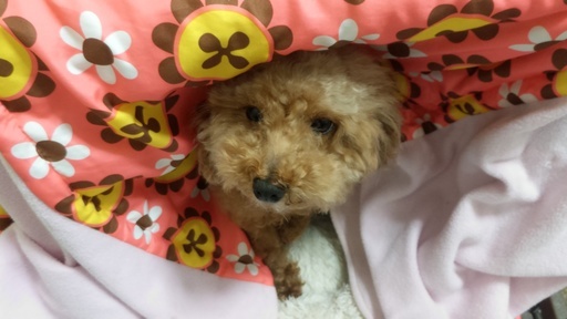 トイプードル女の子小ぶり しんしん 熊本の犬の里親募集 ジモティー トイプードル女の子小ぶり しんしん 熊本の犬の里親募集 ジモティー