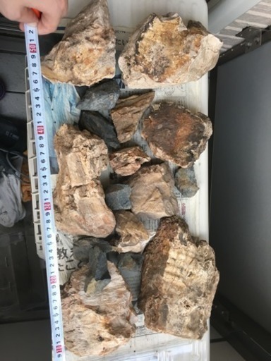 アクアリウム  木化石   山岳系水槽に！