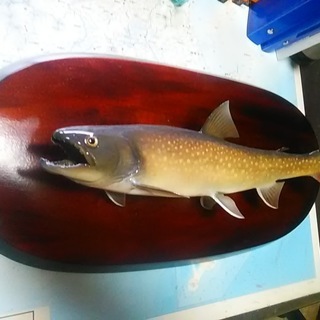岩魚☆イワナ☆42cm☆渓流釣り☆剥製☆
