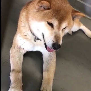 保健所収容！左前脚骨折している柴犬君！県外でも譲渡可能です