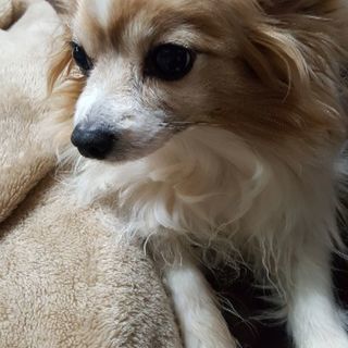 引っ越しで飼えなくなります。お助け下さい(>_<) - 犬