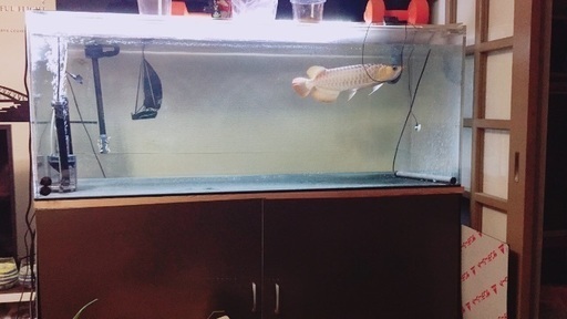 アクリル水槽、水槽台、レイシーポンプ、フィルター | stainu