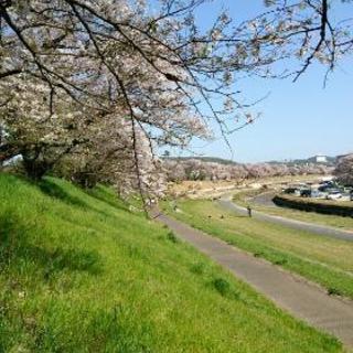 4月1日お花見🌸