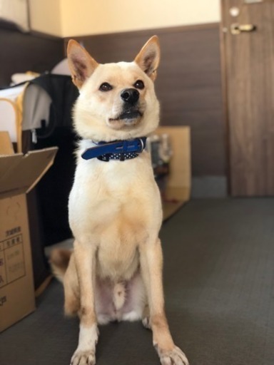 譲渡 保健所から引き取った柴犬mix くまねこ 静岡のその他の里親募集 ジモティー