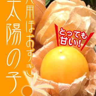 【スーパーフード】甘い！食用ほおずき「太陽の子」の種20粒