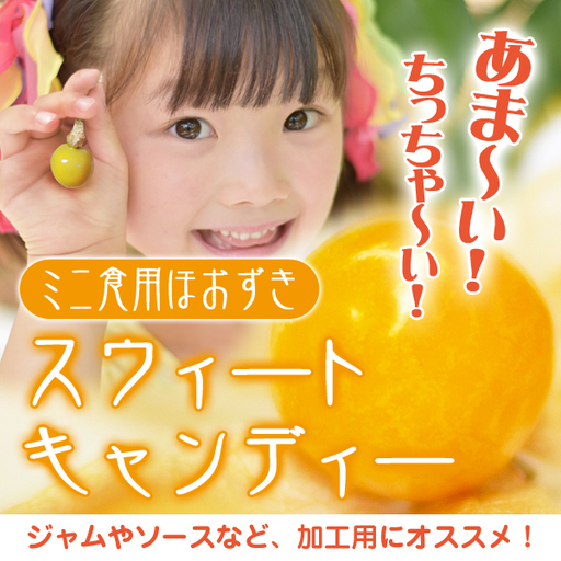 加工用にオススメ ミニ食用ほおずき スウィートキャンディー の種粒 サニーファーム 茅野のその他の無料広告 無料掲載の掲示板 ジモティー 加工用にオススメ ミニ食用ほおずき スウィートキャンディー の種粒 サニーファーム 茅野のその他の無料広告 無料掲載の掲示板 ジモティー
