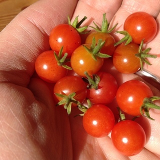 【世界最小トマト】珍しい マイクロトマトの種赤と黄20粒ずつ - 茅野市