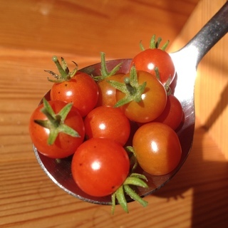 【世界最小トマト】珍しい マイクロトマトの種赤と黄20粒ずつ - その他
