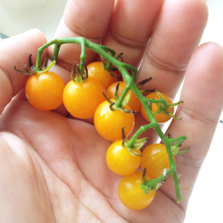 【世界最小トマト】珍しい マイクロトマトの種赤と黄20粒ずつ − 長野県